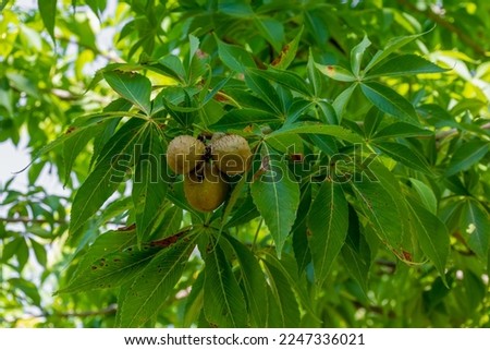 Leaves and fruit or seeds of the Ohio Buckeye Tree Royalty-Free Stock Photo #2247336021