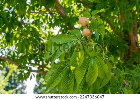 Leaves and fruit or seeds of the Ohio Buckeye Tree Royalty-Free Stock Photo #2247336047