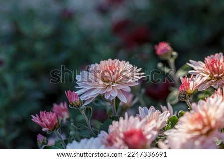 beautiful chrysanthemum flower bushes pink colors close up