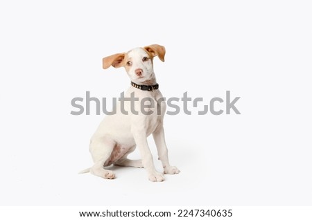 Little podenco puppy dog ​​sitting on white background. Royalty-Free Stock Photo #2247340635