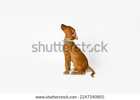 Brown puppy waiting for his treat after being told to sit isolated on white background. Royalty-Free Stock Photo #2247340805