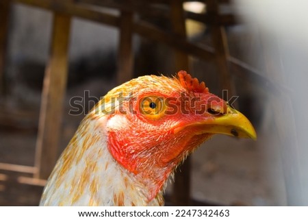 Portrait of a rooster as a pet