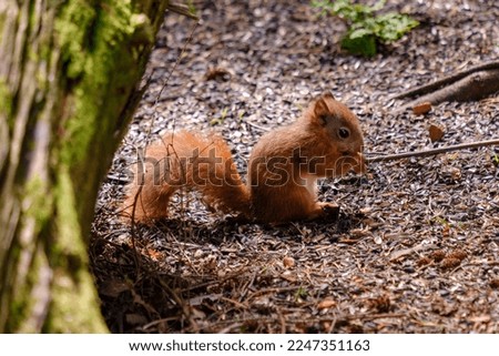Young red Squirrel eating some nuts on the woodland floor. Isle of Arran, Scotland Royalty-Free Stock Photo #2247351163