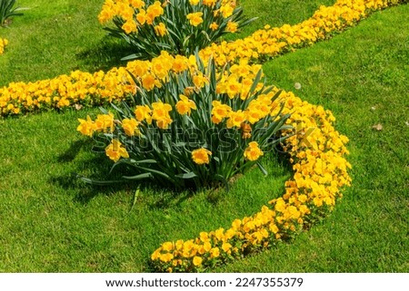 Yellow beautiful spring flowers on flowerbed in the garden