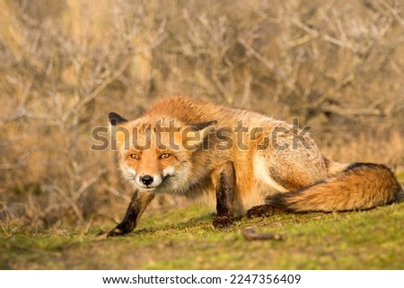 Red Fox Sitting on the Grass Reacting To Another Fox Outside the Frame