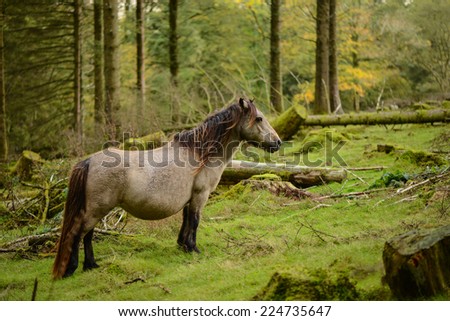 Wild pony in autumn scenery forest in Dartmoor National Park