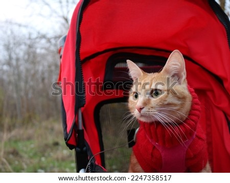 Ginger cat in red stroller, outdoor walk with cat. 