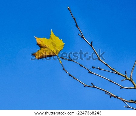 A single yellow leaf in the branch of a tree with blue sky as background. This is a fall picture. The last leaf standing.