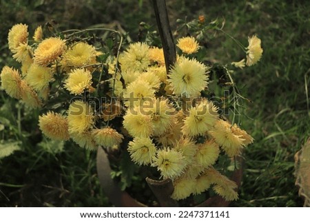Beautiful yellow chrysanthemum as background picture. Chrysanthemum wallpaper,