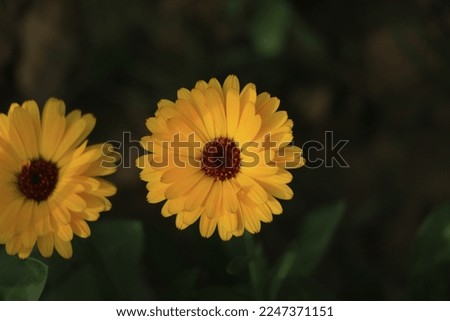 Orange and yellow calendula (lat. Calendula officinalis) close-up