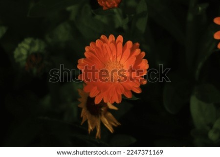 Macro orange calendula flower blooming in garden
