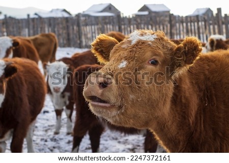 Mooing cow in winter street Royalty-Free Stock Photo #2247372161
