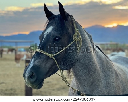 Blue roan horse with sunrise Royalty-Free Stock Photo #2247386339