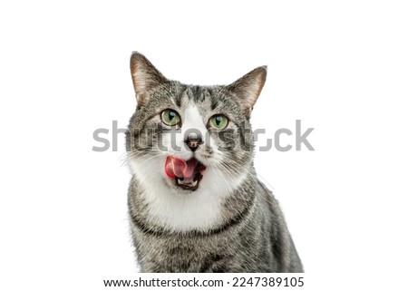 photo of a cat over white