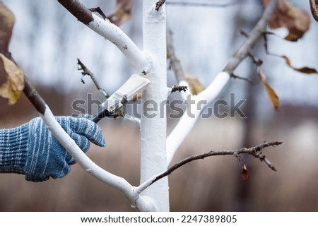 Whitewashing of fruit trees in autumn garden, gardener hand with brush painting apple tree with whitewash Royalty-Free Stock Photo #2247389805
