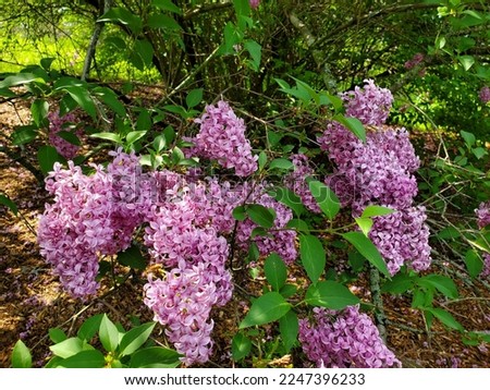 Purple lilac and Pink lilac flowers in the park.