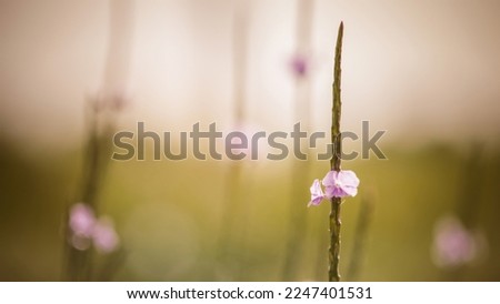 Violets flower of grass in nature. Macro image, shallow depth of field, Abstract nature background.