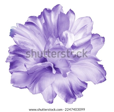 Purple   tulip flower  on white isolated background with clipping path. Closeup. For design. Nature. Royalty-Free Stock Photo #2247403099