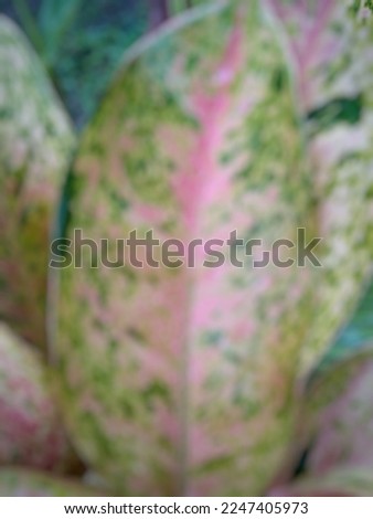 defocused abstract background of flower plant with colored leaves in rainy season