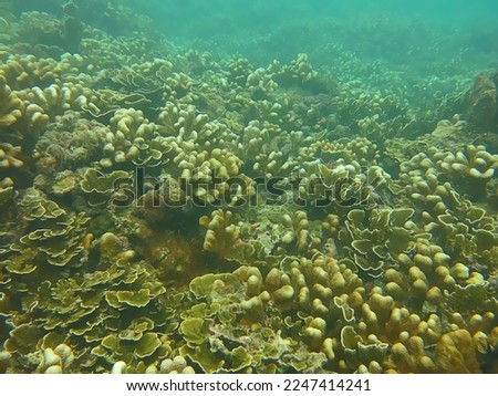 The photo condition of Spesies coral reefs at the sea bottom, of the Mentawai Islands, Indonesia which are still sustainable in the 2022 western season                                