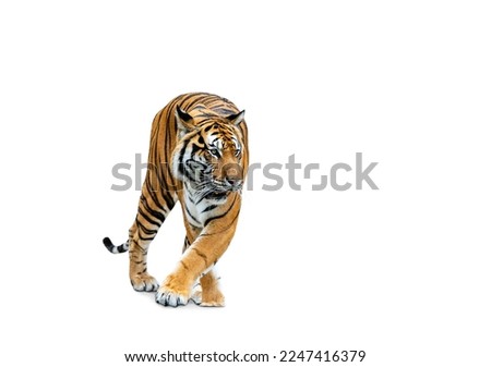 Royal Tiger (P. t. corbetti) isolated on white background, combined clipping path. Tiger staring at prey, hunter concept.