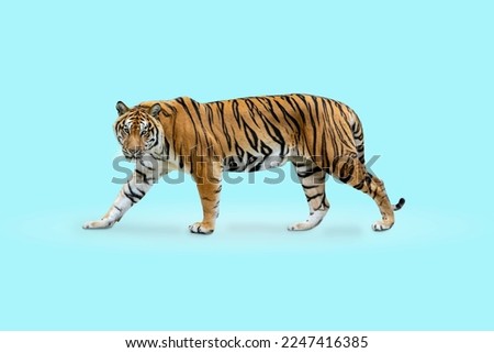 royal tiger (P. t. corbetti) isolated on blue background clipping path included. The tiger is staring at its prey. Hunter concept.
