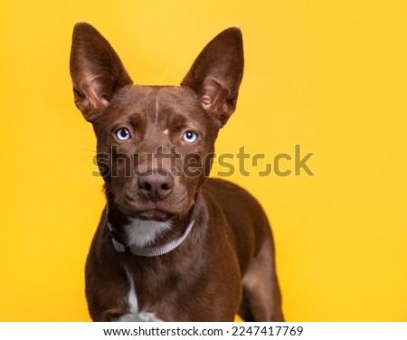studio shot of a cute dog on an isolated background Royalty-Free Stock Photo #2247417769
