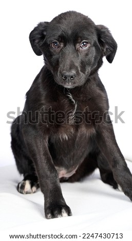 Cute dog isolated on a white background. Close up of a dog isolated. Photo of dog in studio.