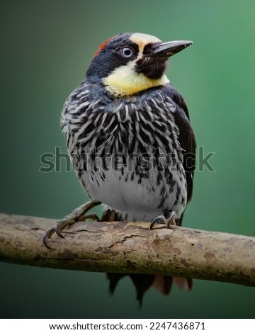 Portrait of Woodpecker with a peculiar plumage, in Colombia