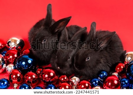 Three black rabbits sit among red, blue and white Christmas toy balls isolated on white background. Hare is the symbol for 2023 by the eastern calendar. New Year holiday gift. Colors of country flag.