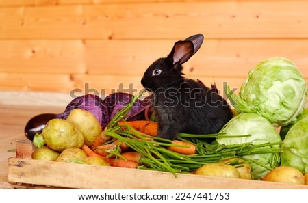 One little black rabbit sits with rich vegetable harvest near cabbage head, carrots and potatoes. Fresh farm eco products. Pet in healthy vitamin food. Hare is a symbol of the Chinese zodiac calendar.