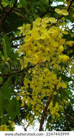 Kanikonna flower blooms. Cassia fistula flowers image. National flower of Thailand. State flower of Kerala India. Golden shower tree.