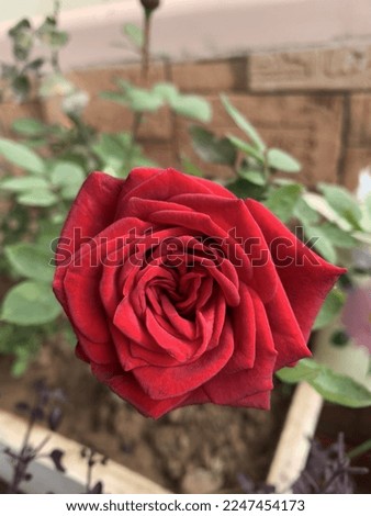 Front view of bright red rose