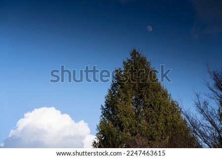 Japanese cypress tree with the moon.