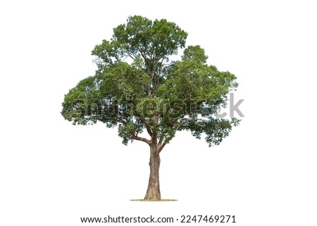 Isolated green tree on white background, Trees isolated on white background, tropical trees isolated used for design, advertising and architecture.