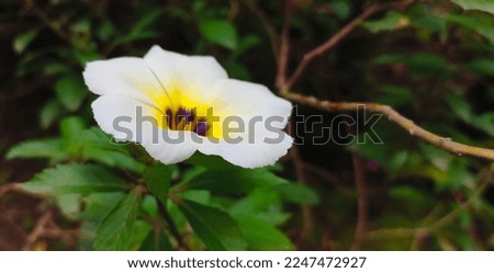 Closeup Turnera ulmifolia flower isolated in the garden.