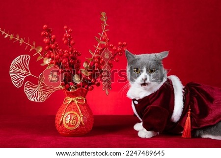 a cute cat wears a hat with rabbit ears with Chinese New Year potted plant at horizontal composition translation of the Chinese is fortune no logo no trademark Royalty-Free Stock Photo #2247489645