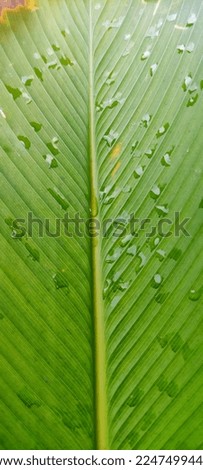 fresh leaf with water from raindrops