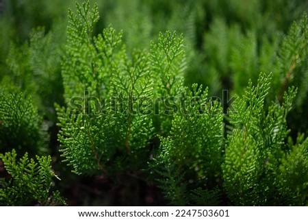 Mostly blurred closeup of Chinese thuja leaves. Sunlit oriental arborvitae foliage. Green coniferous leaves background. Platycladus orientalis under the  warm sunshine of golden hour. Royalty-Free Stock Photo #2247503601