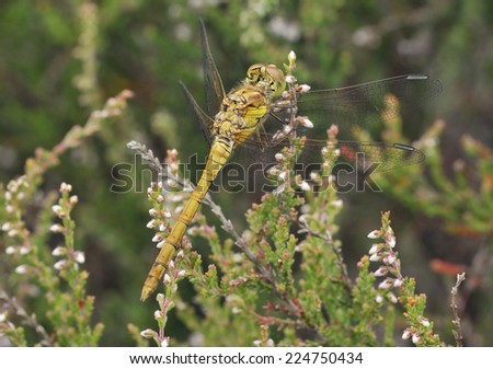 Common Darter Dragonfly - Sympetrum striolatum Immature male