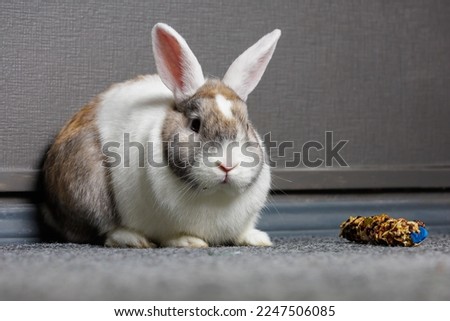 Cute beautiful domestic rabbit near the special rabbit treat. Background with selective focus and copy space