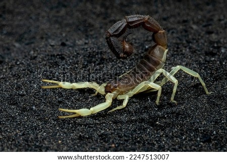 Scorpion Parabuthus schlechteri origin from South Africa.