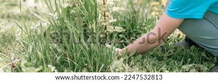 cute candid little six year old kid boy gardener and farmer with hands in gloves pull and weeding weeds wild grass around a currant bush on family suburban homestead in countryside village. banner Royalty-Free Stock Photo #2247532813