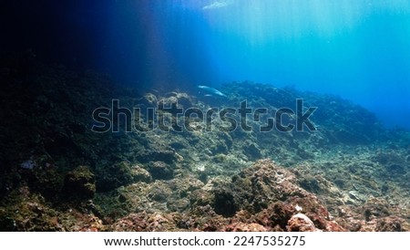 Underwater photo of a Blacktip reef shark in rays of light at the coral reef.