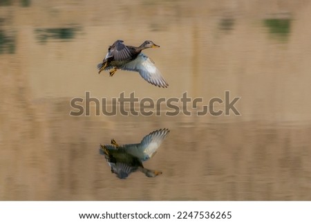 beautiful pictures of ducks , ducks in wildlife, 