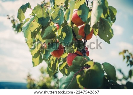 organic red haven peach tree Royalty-Free Stock Photo #2247542667