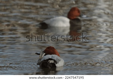 common pochard is in a sea