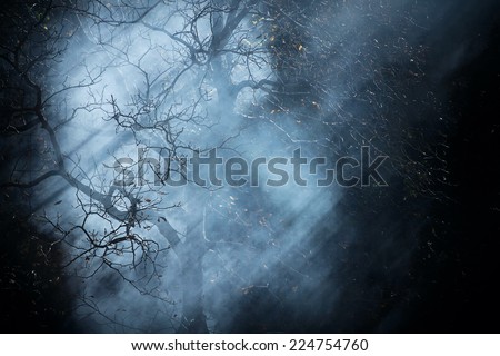 Autumn night dark fantasy black fog forest tree background
