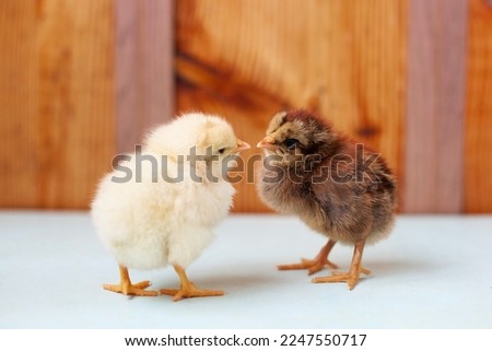 two chicks - white and brown look at each other Royalty-Free Stock Photo #2247550717