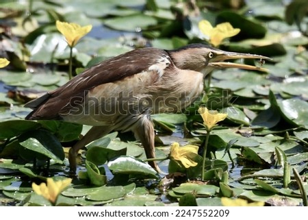 Little bittern, scientific name ixobrychus minutus, taken in Caorle, Giulia, Italy. Royalty-Free Stock Photo #2247552209